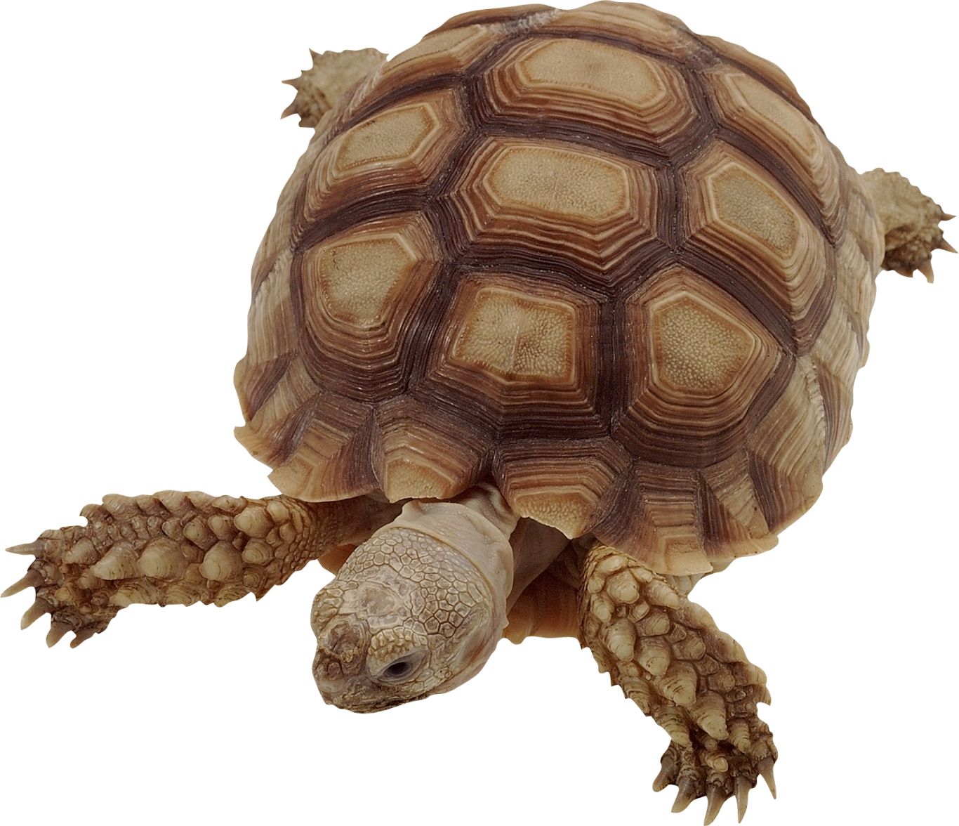Turtle PNG    图片编号:24764