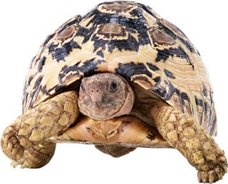 Turtle PNG    图片编号:24766