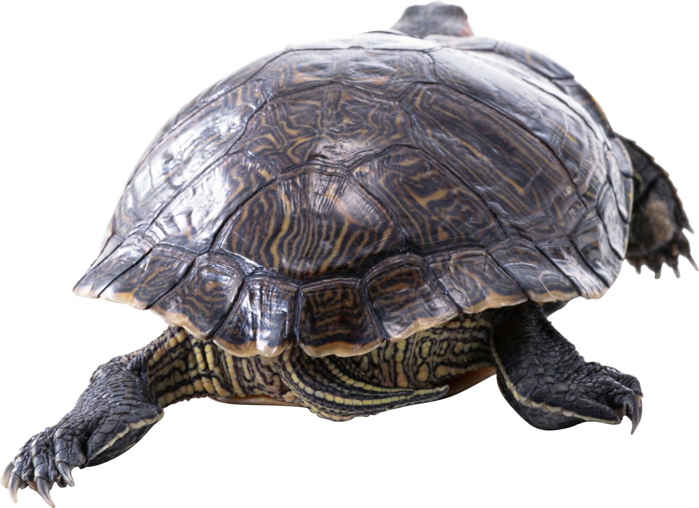 Turtle PNG    图片编号:24770