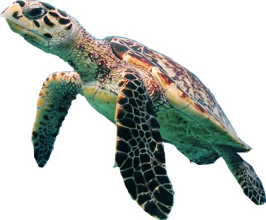 Turtle PNG    图片编号:24772