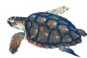 Turtle PNG    图片编号:24773