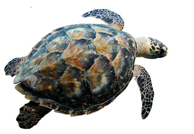 Turtle PNG    图片编号:24775