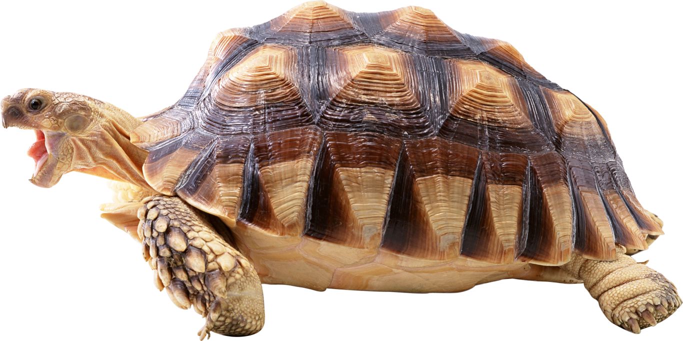 Turtle PNG    图片编号:24717