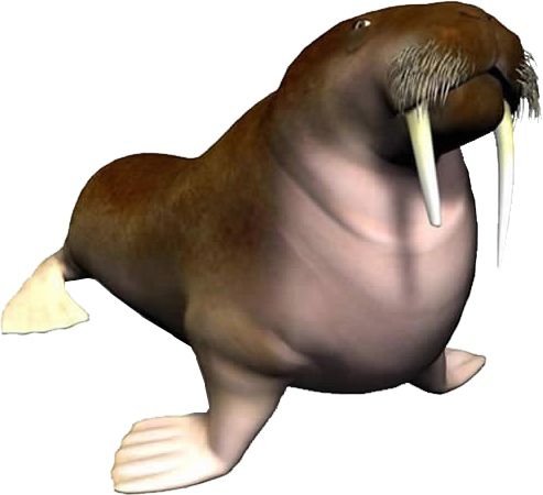 Walrus PNG    图片编号:25054