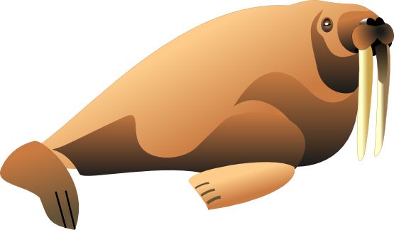 Walrus PNG    图片编号:25059