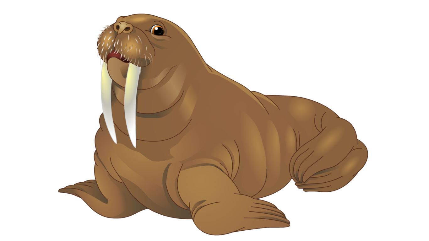 Walrus PNG    图片编号:25061
