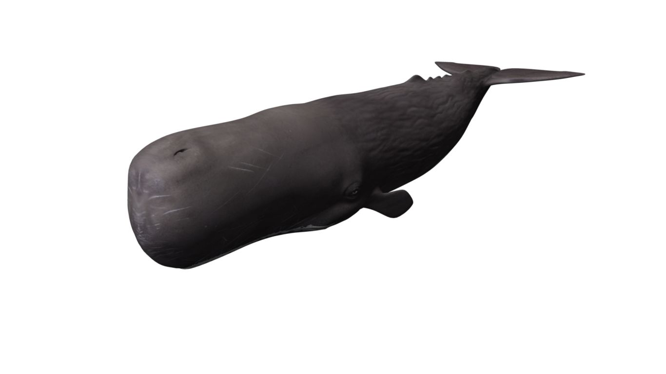 Whale PNG    图片编号:19240