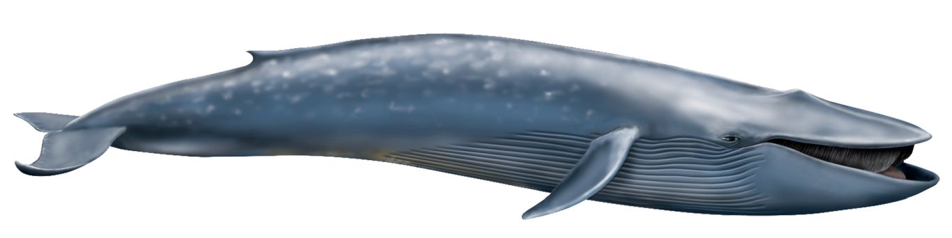 Whale PNG    图片编号:19245