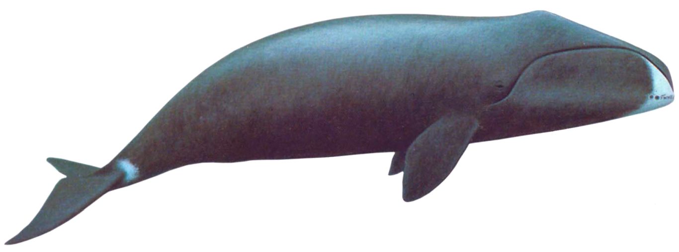 Whale PNG    图片编号:19247