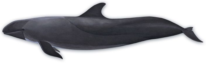 Whale PNG    图片编号:19251