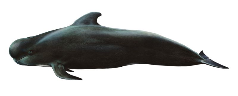 Whale PNG    图片编号:19255