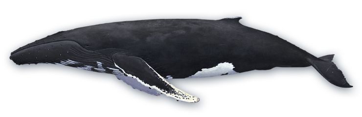 Whale PNG    图片编号:19258