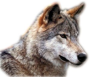 Wolf PNG    图片编号:23173