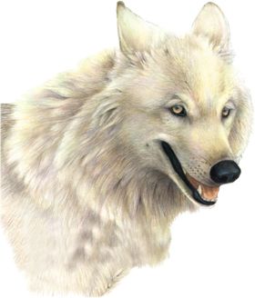 Wolf PNG    图片编号:23178