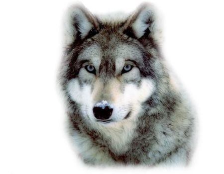 Wolf PNG    图片编号:23179