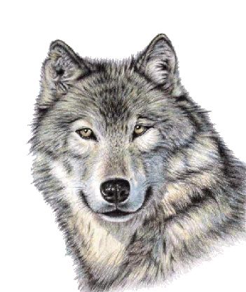 Wolf PNG    图片编号:23188