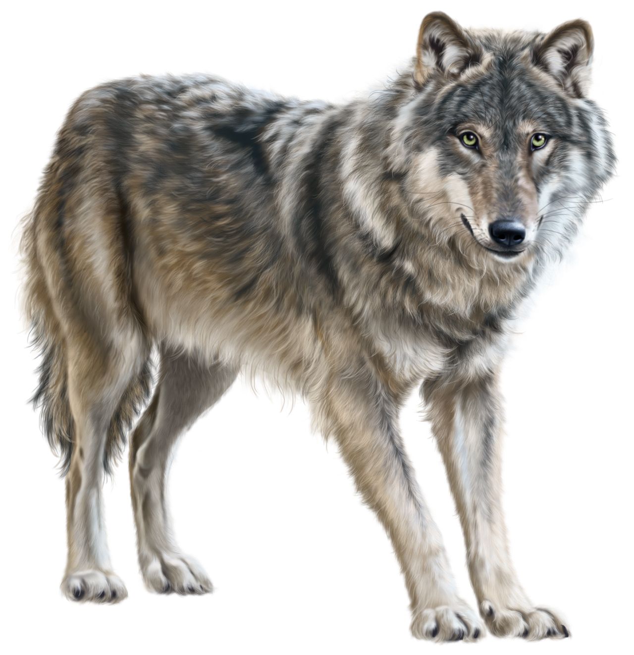 Wolf PNG    图片编号:23191