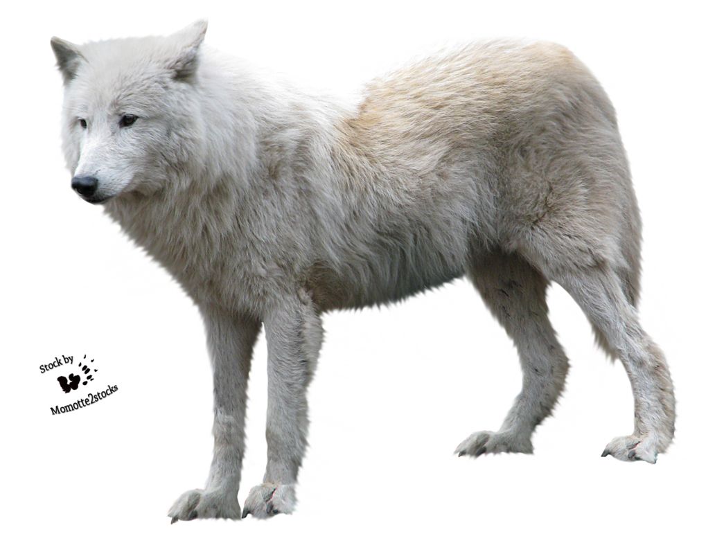Wolf PNG    图片编号:23193