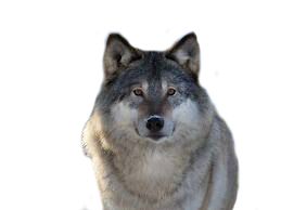 Wolf PNG    图片编号:23196