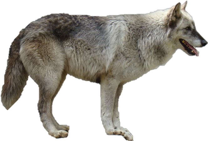 Wolf PNG    图片编号:23197