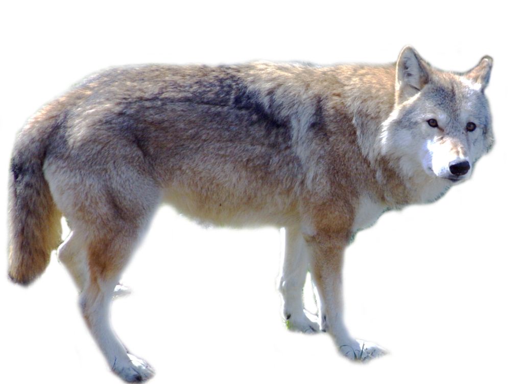 Wolf PNG    图片编号:23205