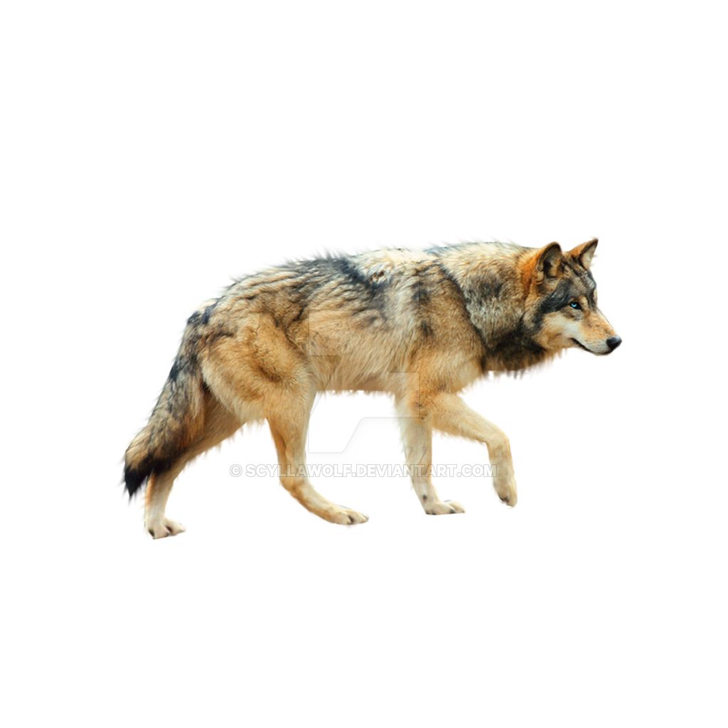 Wolf PNG    图片编号:23208