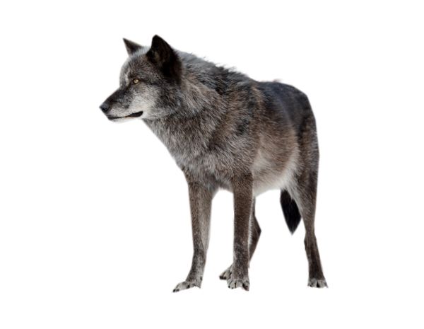 Wolf PNG    图片编号:23211