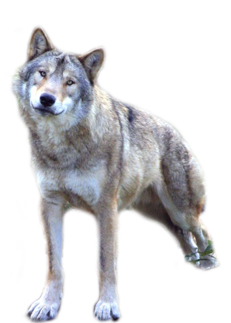 Wolf PNG    图片编号:23214