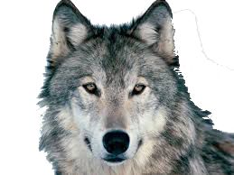Wolf PNG    图片编号:23215