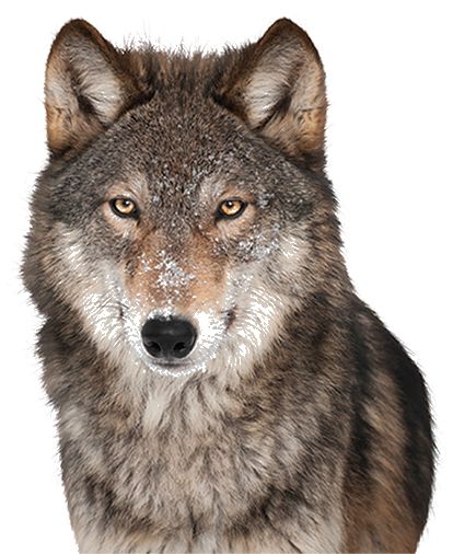 Wolf PNG    图片编号:23216