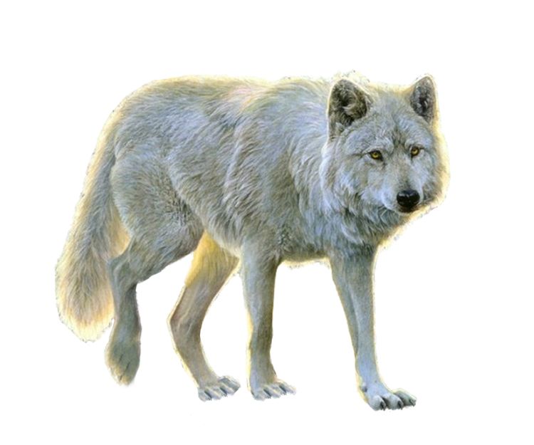 Wolf PNG    图片编号:23217
