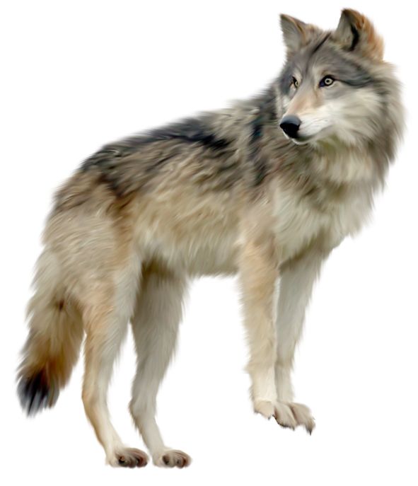 wolf png image, picture, download    图片编号:347