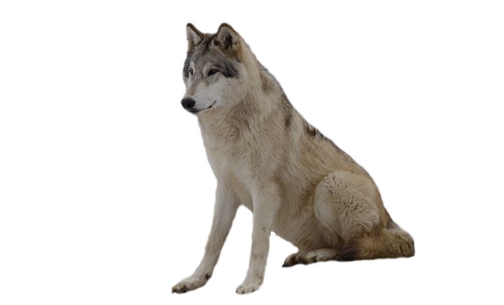 wolf png image, picture, download    图片编号:355