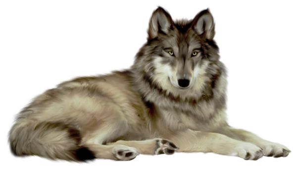 white wolf png image, picture, download    图片编号:356