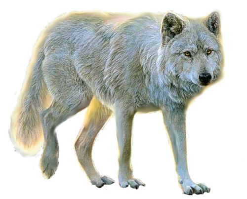 wolf png image, picture, download    图片编号:361