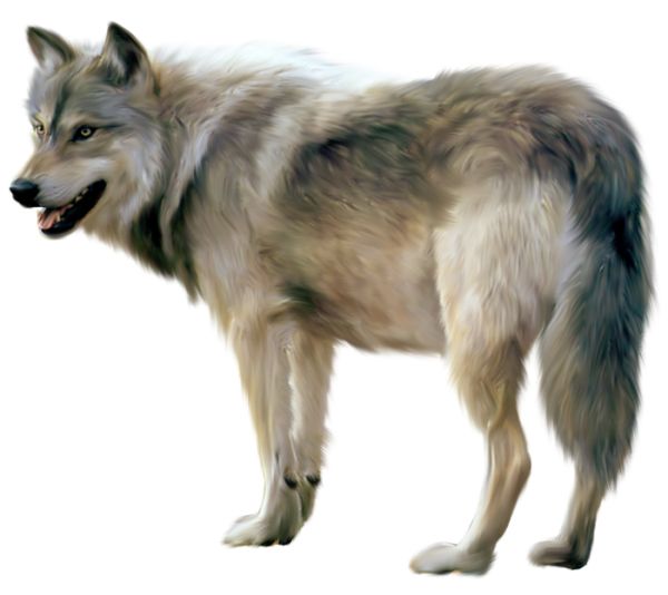 wolf png image, picture, download    图片编号:363