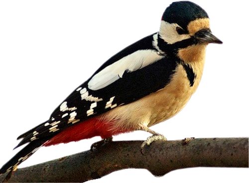 Woodpecker PNG    图片编号:67187