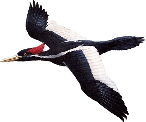 Woodpecker PNG    图片编号:67202
