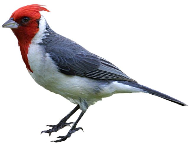 Woodpecker PNG    图片编号:67203