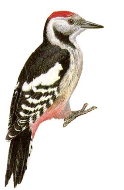 Woodpecker PNG    图片编号:67207