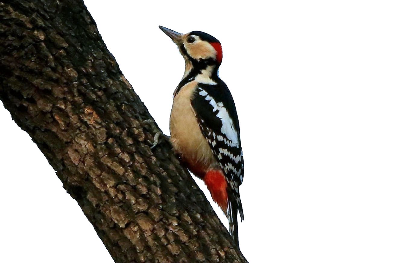 Woodpecker PNG    图片编号:67212