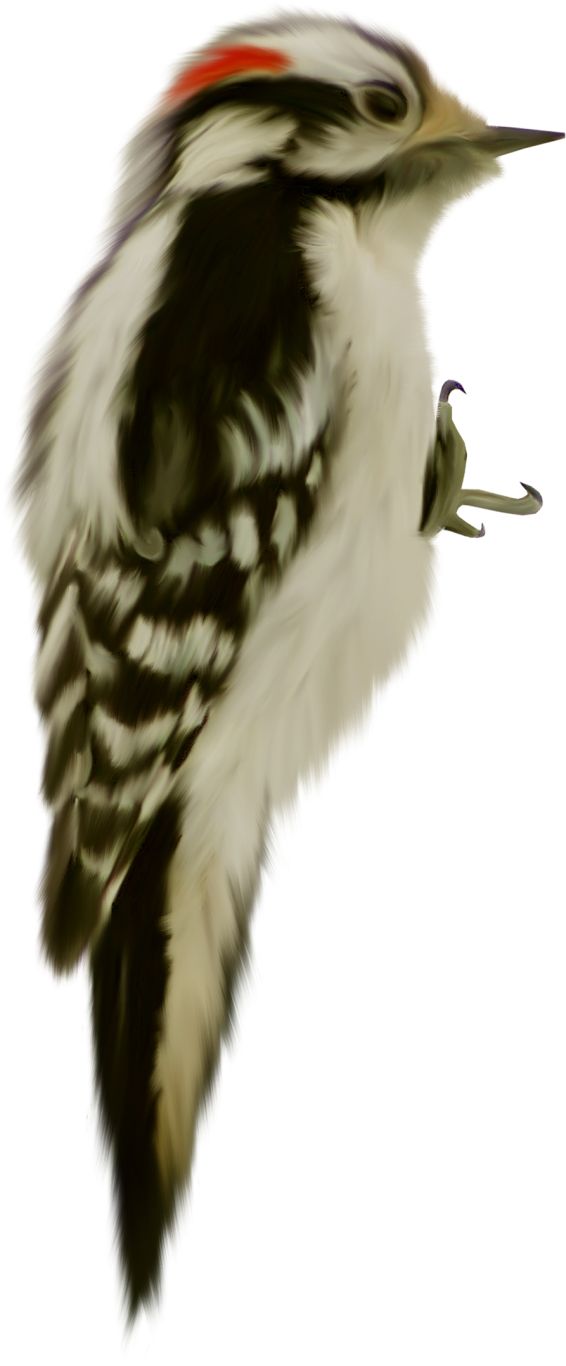 Woodpecker PNG    图片编号:67217