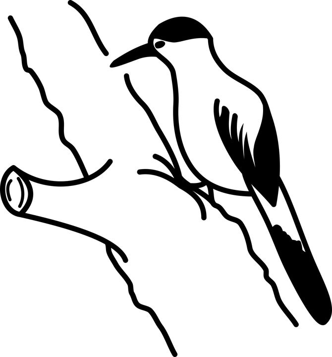 Woodpecker PNG    图片编号:67218