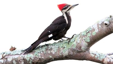 Woodpecker PNG    图片编号:67222
