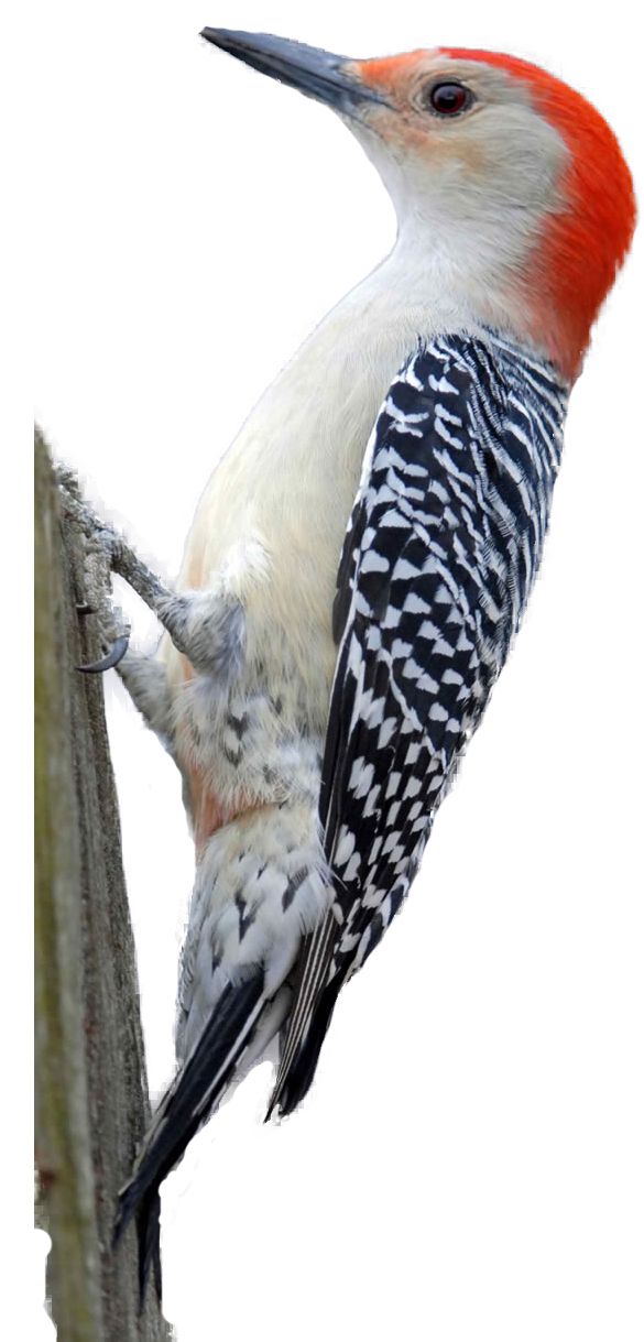 Woodpecker PNG    图片编号:67225