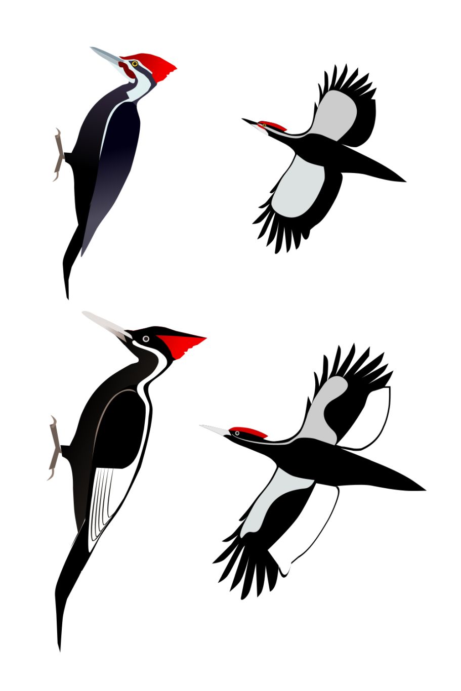 Woodpecker PNG    图片编号:67190