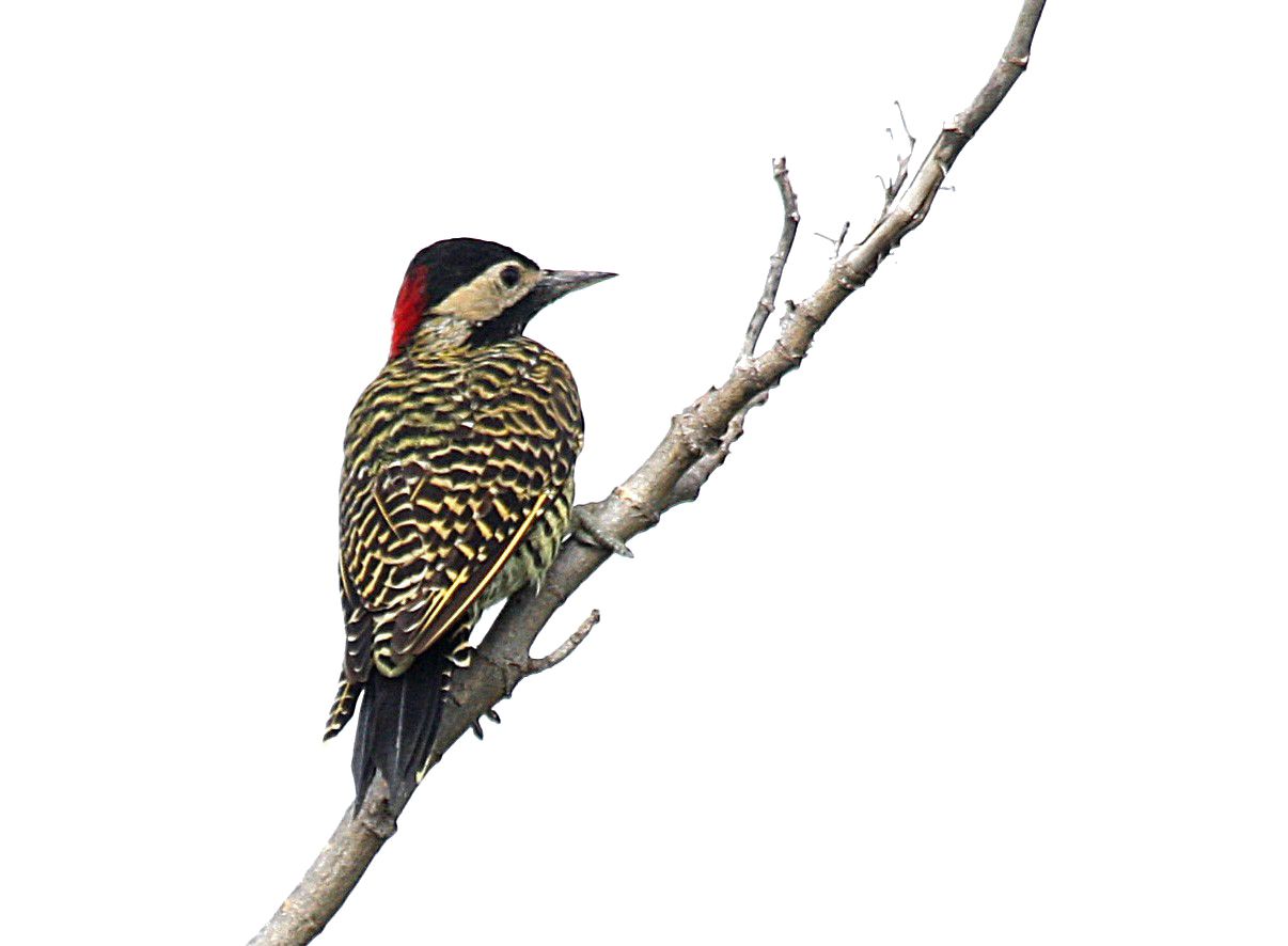 Woodpecker PNG    图片编号:67226