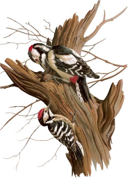 Woodpecker PNG    图片编号:67191