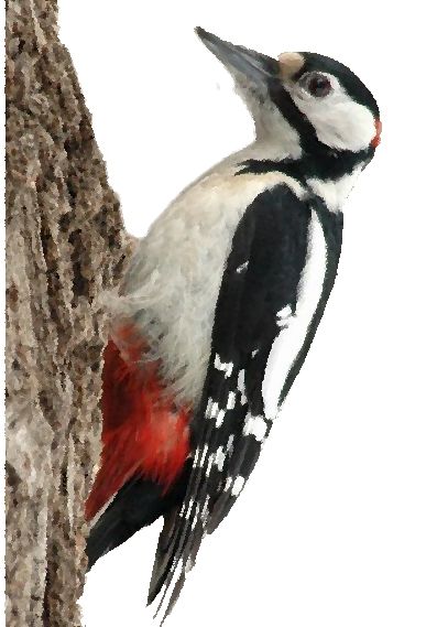 Woodpecker PNG    图片编号:67193