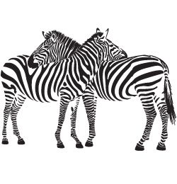 Zebra PNG image    图片编号:8959